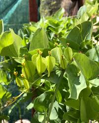 Image result for Dioscorea asteriscus