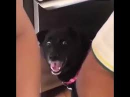 Pin On Videos Chistosos Graciosos Arequipa Peru Aja Jajajaja