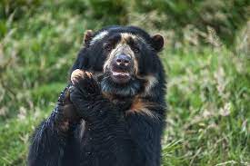 I do know of a list of deserts by size. How Many Types Of Bears Are There Living In The World Today Worldatlas