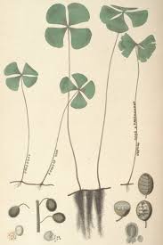 Image result for Marsilea vera