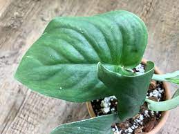 Maybe you would like to learn more about one of these? For People Who Want To Know More About Scindapsus A Natural Curiosity