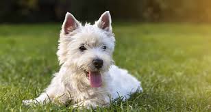 Symptoms of lung cancer in dogs. Respiratory Problems In Dogs Trudell Animal Health