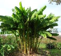 Image result for Musaceae