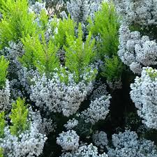 Image result for Erica arborea