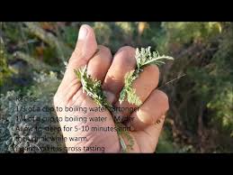 Image result for Artemisia afra