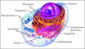 Ncert solutions for class 8 science chapter 8 cell structure and. Diagram Of Animal Cell Science Topperlearning Com M1bt955