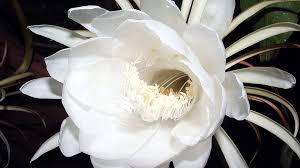 But these central and south american rainforest plants can be a lot easier to grow. Orchid Cactus A Flash Of Beauty Before Dawn Cgtn