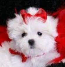 Puppyfinder.com is your source for finding an ideal puppy for sale near tampa, florida, usa area. Tea Cup Puppies Fl Tea Cup Free Maltese Puppies For Adoption Tampa Fl Pennysaverusa Puppy Adoption Maltese Puppy Pets For Sale
