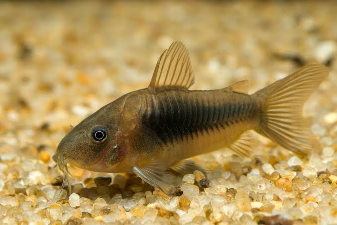 Bronze Corydoras: Fish Species Profile