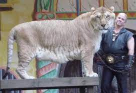 Liger Hercules Is Biggest With 900 Pounds Of Weight Liger Female Tiger Wild Cats
