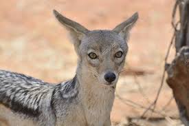 Closeup Of A Jackal Looking Toward The Camera With Blurred Background S Spon Jackal Closeup Camera Background A Blurred Background Animals Jackal