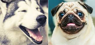 Your furry friend will love sleeping beside you. How To Make Your Dog Laugh Really Modern Dog Magazine
