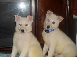 Check spelling or type a new query. Akc Snow White German Shepherd Puppies For Sale In Jefferson Ohio Classified Americanlisted Com