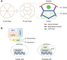 La chevy de #turismocarretera de @agustincanapino estuvo hoy en #crespocenter chequeando la potencia de cara al #tcentermas. Rock And Rho Playlist For Preimplantation Development Streaming To Hippo Pathway And Apicobasal Polarity In The First Cell Differentiation Springerlink