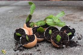 Window is likewise cold from outdoors air temeratures. How To Keep A Christmas Cactus Alive Make It Thrive