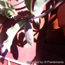 Image result for Raphionacme procumbens
