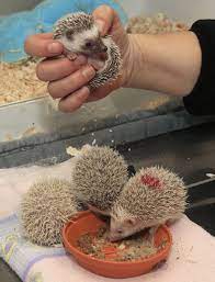 A Batch Of Baby Hedgehogs Baby Hedgehog Hedgehog Baby
