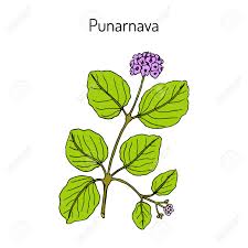 Image result for Boerhavia diffusa
