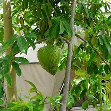 Soursop is the largest, most versatile of the annona species. Buy Soursop Plants Online India Soursop Plants For Sale Amelia Organic Products