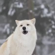 June 25 2017 At 06 43pm Werewolf Aesthetic Wolf Howling Wolf Dog