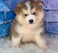 Check out the winning pups here! Puppies For Sale Near Cleveland Oh Pigeon River Pups