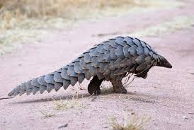 Pangolins So Cool Pangolin Animals Weird Animals