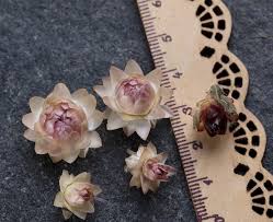 Check spelling or type a new query. Resin Craft Supply Real Dried Flowers Helihrizum Mini Dried Flowers For Resin Dried Flower Petals Straw Flowers Jewelry Real Flower Bits 7leafshop Wedding Bouquets