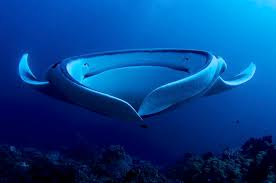 World S 100 Best Dive Sites Scuba Travel