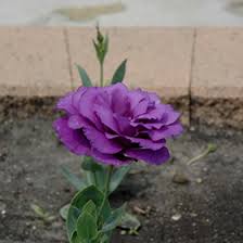 Image result for eustoma lisianthus in garden