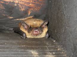 Need bat removal in your hometown? Bats Roost In Attics During The Winter Abc Humane Wildlife Control And Prevention