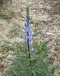 Although most are hybrids of several species, they are often pigeonholed under l. Lupinus Wikipedia