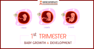 1 To 3 Months Pregnancy Period Baby Growth Development