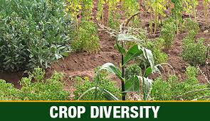 General concepts in integrated pest and disease management (integrated management of plant pests. Organic Farming In India Types Methods Advantages