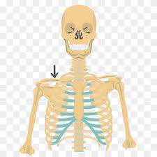 Rib fractures are the most common injury to the rib cage. Rib Cage Human Skeleton Anatomy Clavicle Skeleton Human Anatomy Human Anatomy Png Pngwing