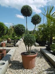 Annonces liées à le bon coin tronconneuse occasion stihl trouvez et achetez tous vos produits en ligne, le shopping n'a jamais été aussi simple ! Plante D Occasion Annonces Jardinage Leboncoin