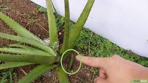 Nous vous proposons des idées comment prendre soin l'aloé vera peut être installé à l'extérieur, et à l'intérieur dans un pot. Comment Planter De L Aloe Vera Avec Images Aloe Vera Plant Aloe Plant Aloe Vera