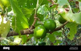 Image result for Vangueria madagascariensis