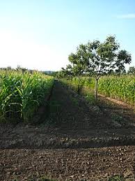 Check spelling or type a new query. Agroforestry Wikipedia