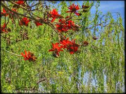 Image result for Erythrina abyssinica × lysistemon