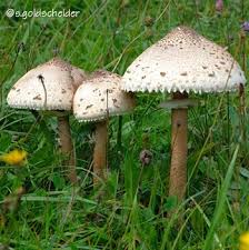 Pilzkultur Pilze Zuchten Pilze Gemuse Anbauen