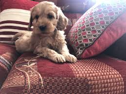 Whether you have 5 kids and 3 cats or just live a quiet life by yourself there is a puppy for everyone. Cockapoo Pups Dogs For Sale Ireland