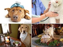 ponos u sobaki vidy i lechenie