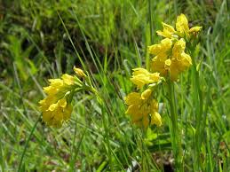 Image result for Schizochilus