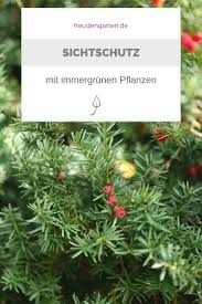 Somit sorgen sie das ganze jahr über für etwas farbe im garten. 6 Beliebte Immergrune Pflanzen Fur Den Garten Garten Pflanzen Pflanzen Immergrune Pflanzen