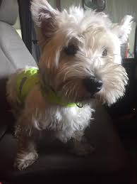 Puppies.co.uk has found 4 results that meet your criteria. Westie Rescue Uk Wruk Reg Charity 1173538 Home Facebook