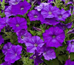 The Purple Blossoms Of This Small Flowered Petunia Gently Age To The Color Of Stonewashed Jeans Creating A Two Tone P White Flower Farm Wave Petunias Petunias