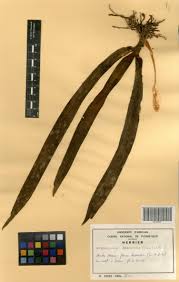 Image result for Angraecopsis parviflora