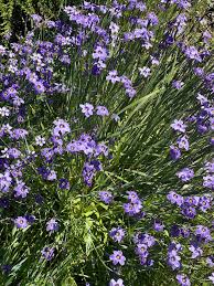 Image result for Aeschynomene glauca