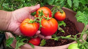 This product is ready to ship. Compact Tomato Plant Growing Red Pride Hybrid Short Determinate Tomatoes Youtube