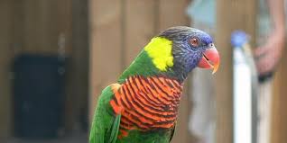Ketika saya main ke rumahnya yang. 7 Jenis Burung Nuri Cantik Bersuara Merdu Termasuk Hewan Dilindungi Merdeka Com